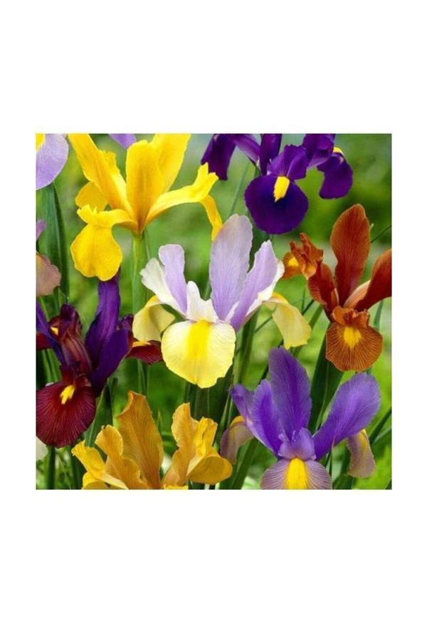 Vipfoni Golden Beauty Iris Süsen Karışık Renkli Soğanı 20 Adet - Image 1