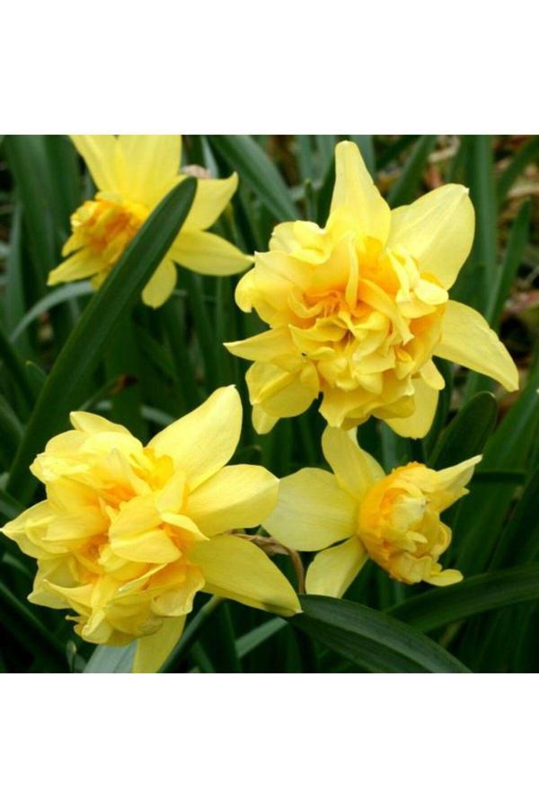 Royalteks Botanik Market 4 Adet Sarı Renkli Nergis Çiçek Soğanı Kokulu - Image 1