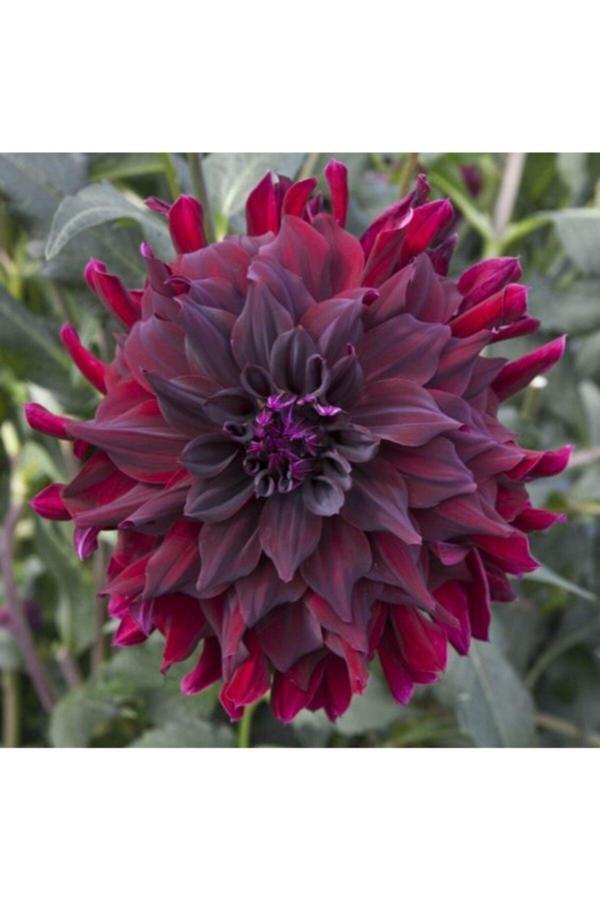 Fmt Tohumculuk Kadife Kırmızı Yıldız Çiçeği Soğanı (Dahlia)2 Adet - Image 1