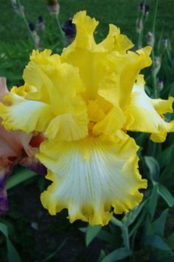 Gardenya Tohumculuk 2 Adet Yellow Bird Renk Iris (Süsen) Çiçek Soğanı - Image 1