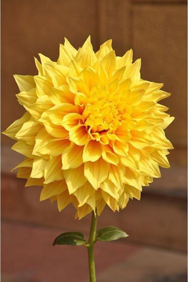 Gardenya Tohumculuk 1 Adet Sarı Yıldız Çiçek Soğanı - Image 1