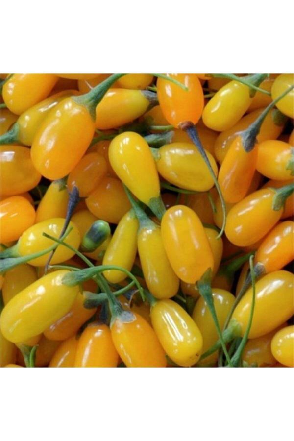 Fide Marketim Amber Sweet Altuni Sarı Goji Berry Fidanı 15 -20 Cm Tüplü - Image 1