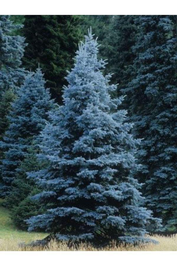 Lilya Botanik Mavi Ladin Ağacı Tohumu (15-20 Tohum) - Image 1
