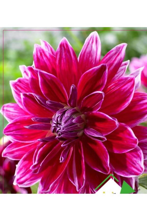 Ziraat Evim 30 Adet Yıldız Çiçeği (Dahlia) Çiçek Tohumu - Image 1