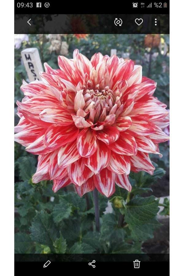 Fidansa 8 Adet Büyük Çiçekli Dahlia Yıldız Çiçeği Yumrusu .Karışık 8 Renk... - Image 1
