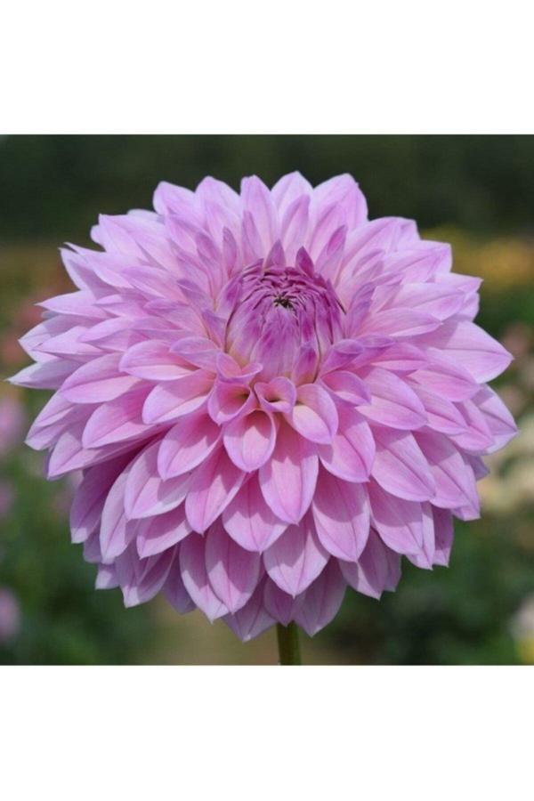 Gardenya Tohumculuk 1 Adet Lila Renk Yıldız (Dahlia) Çiçek Soğanı - Image 1