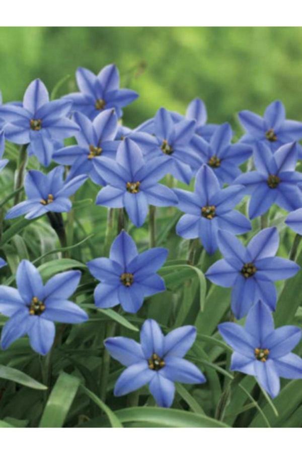 Gardenya Tohumculuk 3 Adet Soft Mavi Renk Ipheion Uniflorum Jessie Bahar Yıldızı Çiçeği Soğanı - Image 1