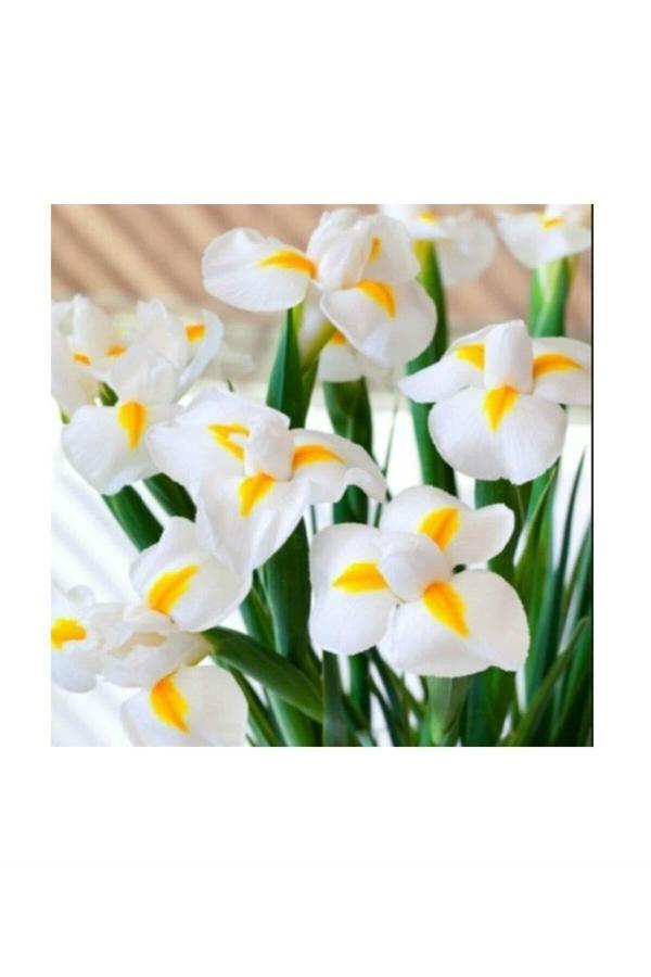Yades Golden Beauty Iris Süsen Soğanı -50 Adet - Image 1