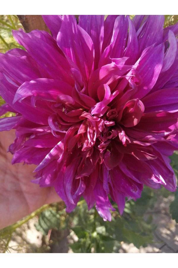 Fidansa Kadife Kırmızı Yıldız Çiçeği Soğanı Dahlia 2 Adet - Image 1