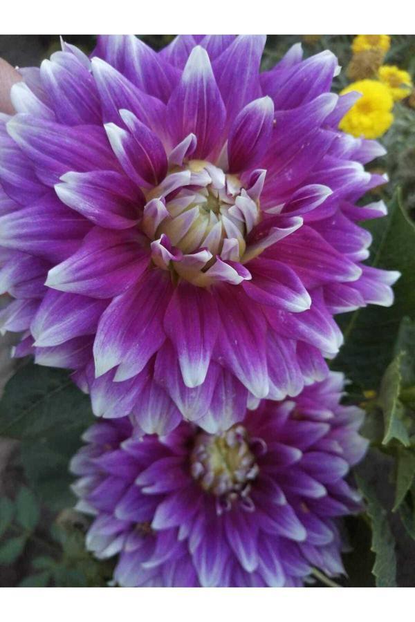 Fidansa 2 Adet Çift Renkli Yıldız Çiçeği Soğanı (Dahlia) Yumrusu.. - Image 1