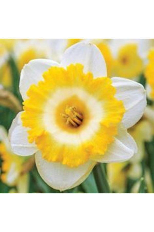 Gardenya Tohumculuk 6 Adet Beyaz Sarı Renkli Fırfırlı Nergis Çiçeği Soğanı Kokulu - Image 1