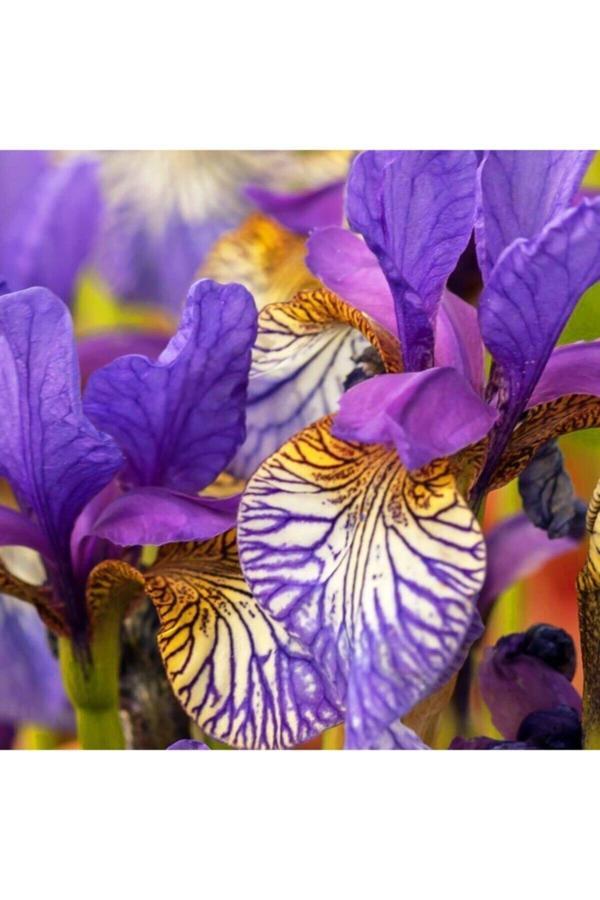 Gardenya Tohumculuk 2 Adet Gökkuşağı Renkli Iris (Süsen) Çiçeği Soğanı - Image 1