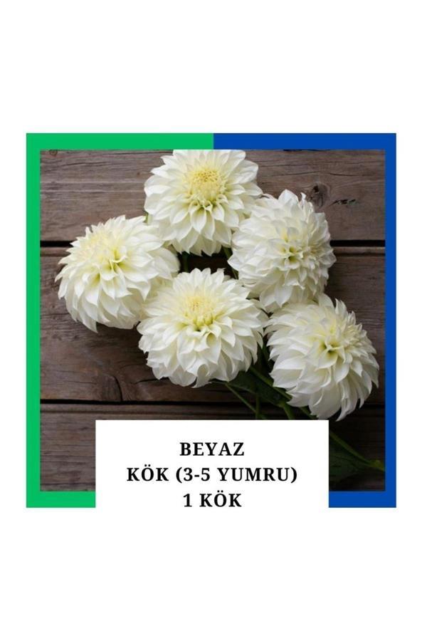 Tokasya Yıldız Çiçeği (Dahlia) Soğanı/Yumrusu - Beyaz 4-5 Yumru (1 Adet) - Image 1
