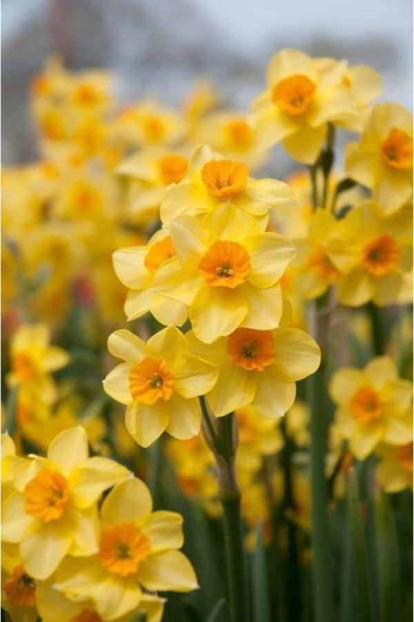 Gardenya Tohumculuk 3 Adet Sarı Renk Kokulu Nergis Çiçek Soğanı - Image 1