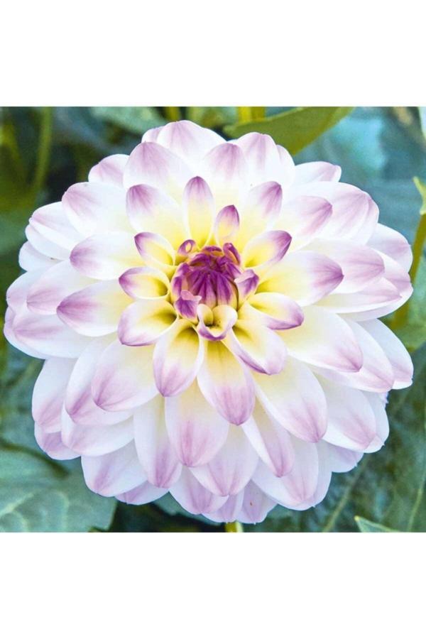 İlay Fidancılık Çift Renk Dahlia Yıldız Çiçegi Soganı ( 4Adet ) - Image 1
