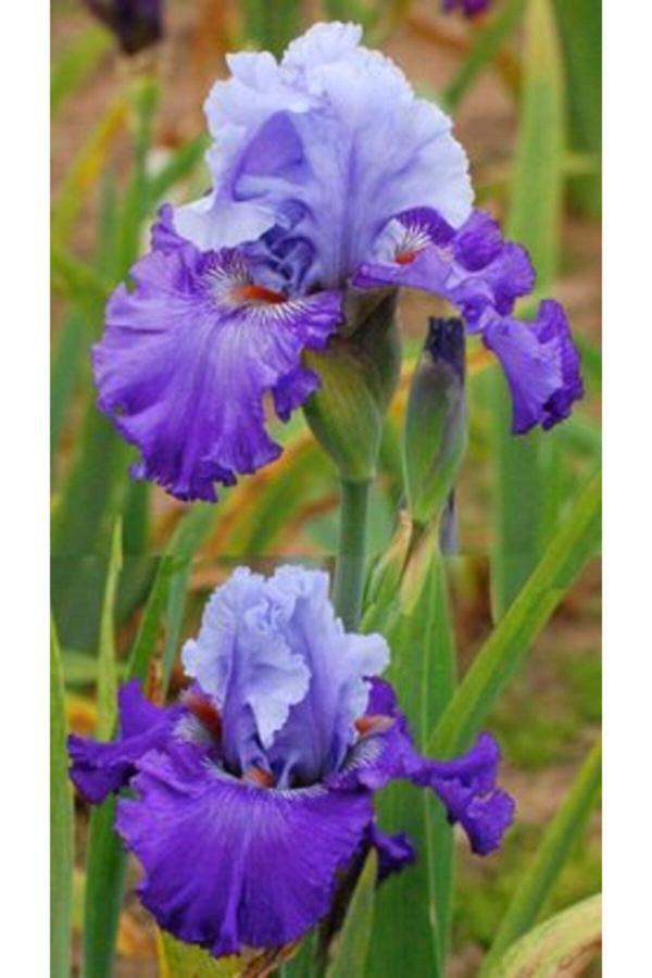 Gardenya Tohumculuk 2 Adet Cornflower Renk Iris (Süsen) Germenica Çiçek Soğanı - Image 1
