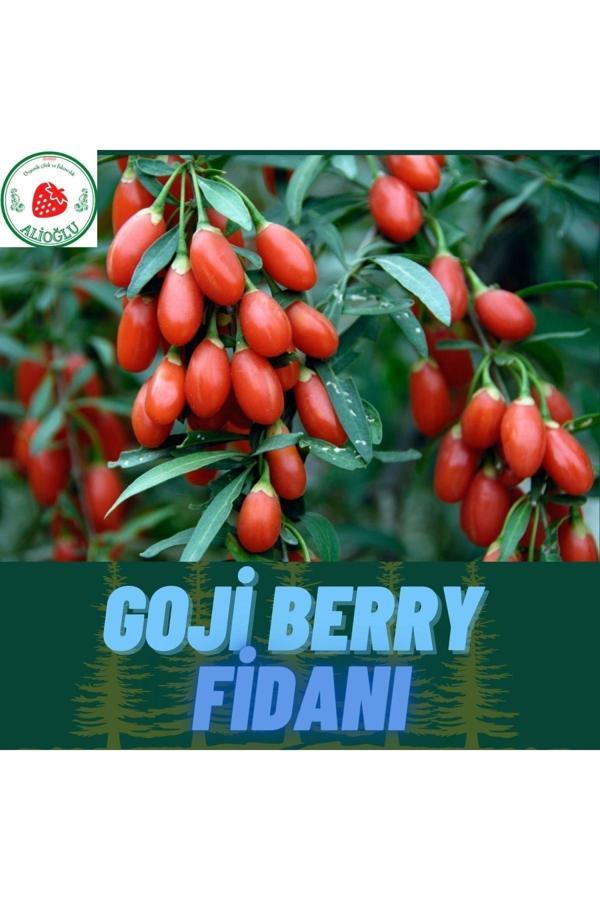 Alioğlu 4 Adet Goji Berry Fidanı ( Nq7 ) Uzun Meyve Tüplü 1 Yaş 12 Ay Dikebilirsiniz - Image 1