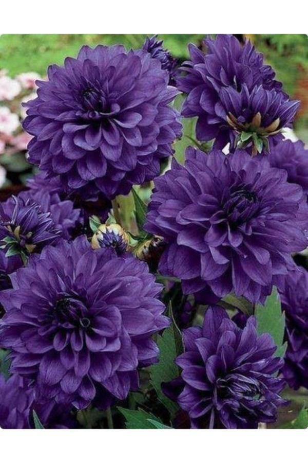 Gardenya Tohumculuk 1 Adet Lacivert Kaktüs Yıldız (Dahlia) Çiçek Soğanı - Image 1