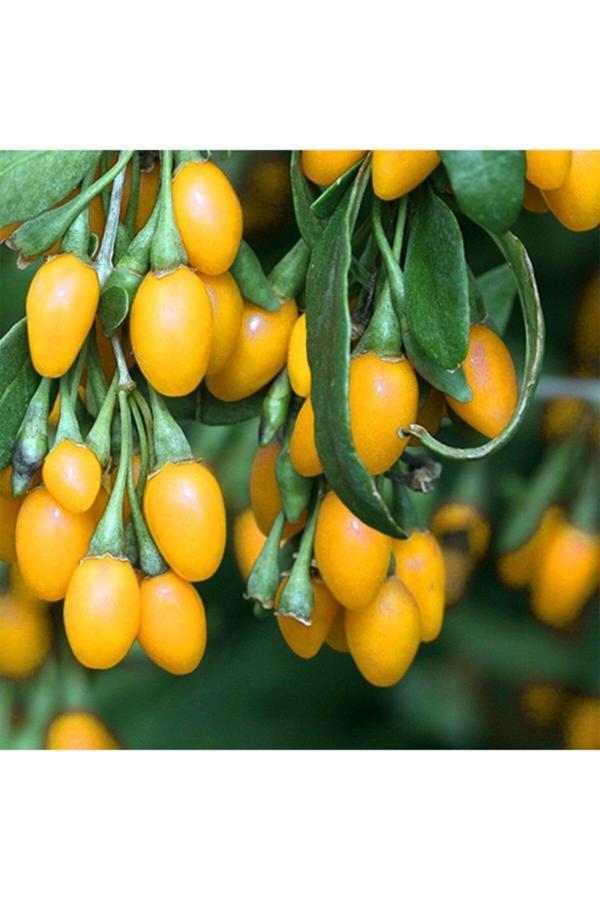 Yayla Tarım 3 Adet Goji Berry Fidanı ( Sarı Meyve ) Tüplü 20 Cm 12 Ay Dikim - Image 1