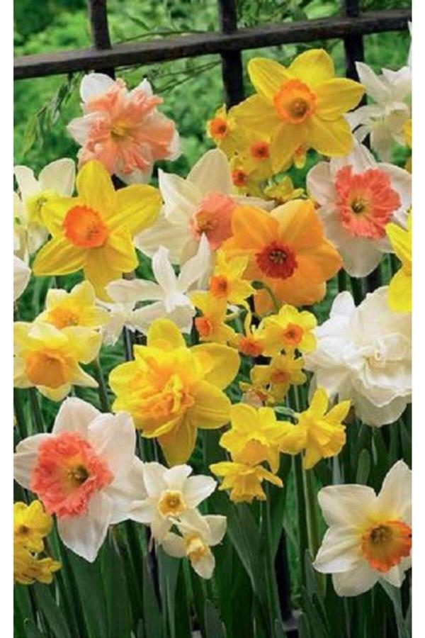 Gardenya Tohumculuk 6 Adet Karışık Nergis Çiçeği Soğanı - Image 1