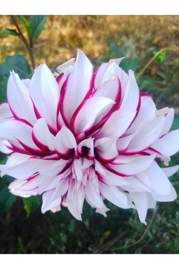 Fidansa Dev Çiçekli Galaxie Dahlia Yıldız Çiçeği Yumrusu 3 Adet - Image 1