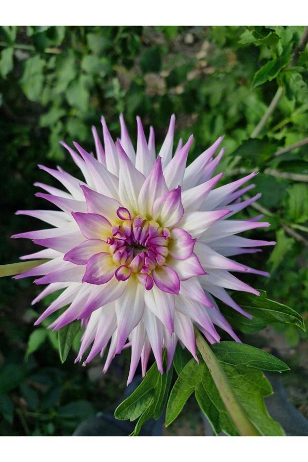Fidansa 60 Adet Karık Renk Yıldız Dahlia Çiçeği Yumrusu Soğanı.Yeni Mahsul.. - Image 1