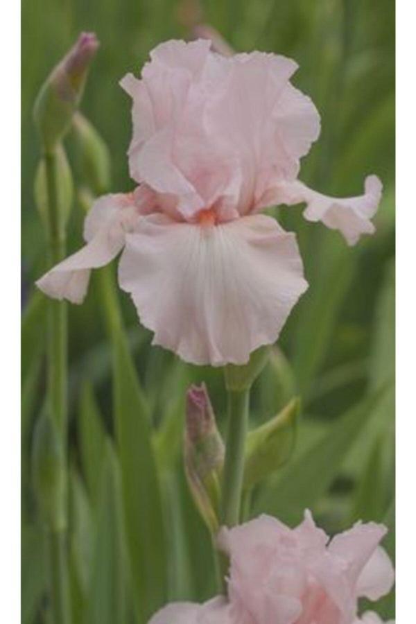 Gardenya Tohumculuk 2 Adet Soft Pembe Iris (Süsen) Germenica Çiçek Soğanı - Image 1