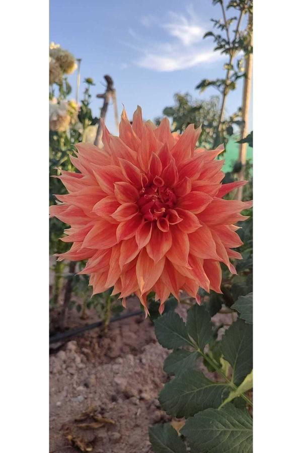 Fidansa 10 Adet Yıldız Dahlia Yumrusu Soğanı Karık Renk - Image 1