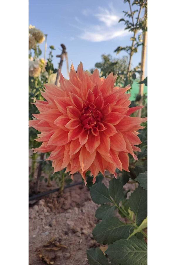 Fidansa Turuncu Yıldız Dahlia Çiçeği Yumrusu Soğanı.Yeni Mahsul - Image 1