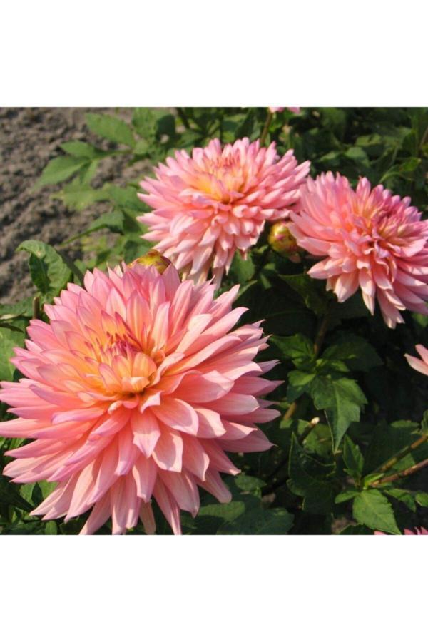 İlay Fidancılık Pembe Yıldız Dahlia Çiçeği Soğanı 2 Adet - Image 1