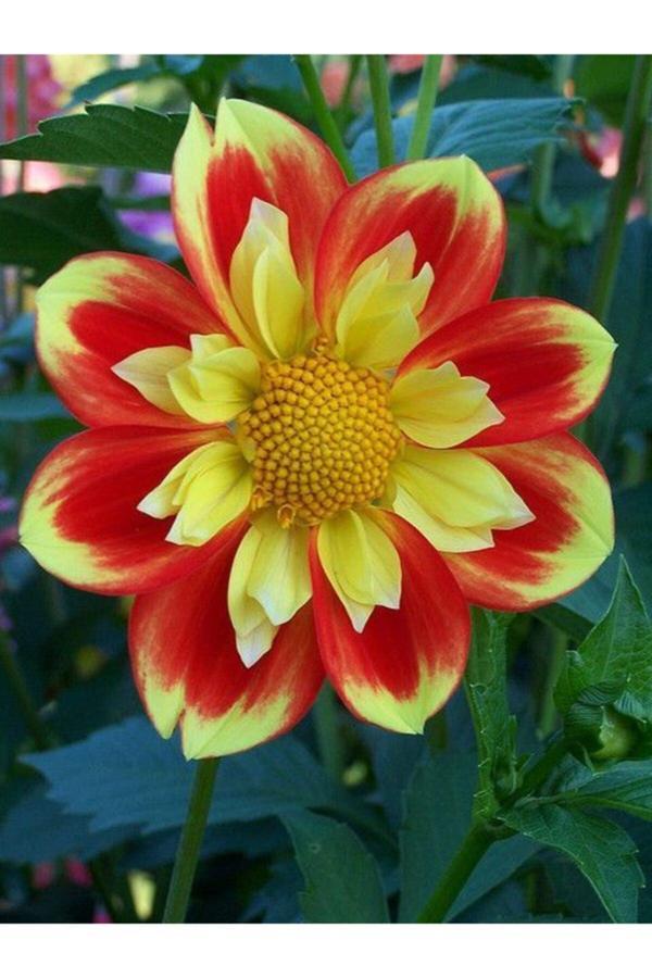 Fmt Tohumculuk 2 Adet Pooh Yıldız Çiçeği Soğanı (Dahlia) - Image 1