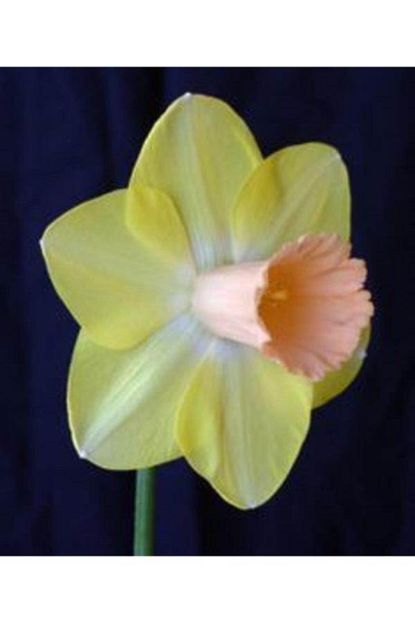 Gardenya Tohumculuk 6 Adet Soft Sarı Pudra Renkli Nergis Çiçeği Soğanı - Image 1