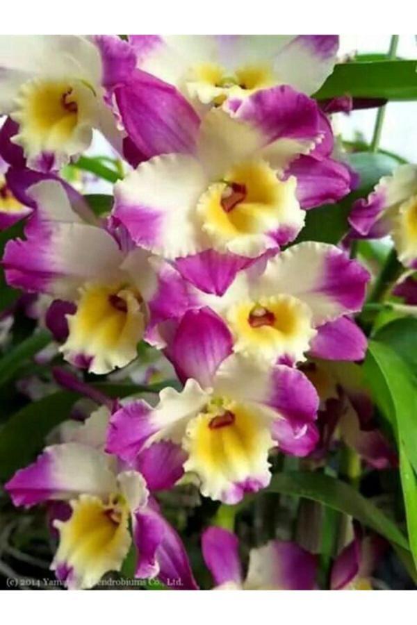 Gardenya Tohumculuk 3 Adet Sarı Göbek Kokulu Nergis Çiçek Soğanı - Image 1