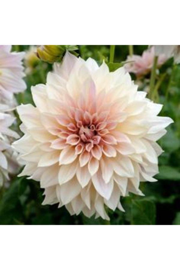 Gardenya Tohumculuk 1 Adet Soft Renk Kaktüs Yıldız (Dahlia) Çiçek Soğanı - Image 1