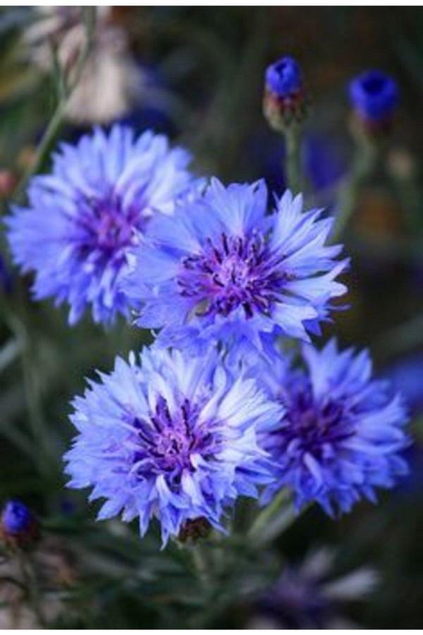 Gardenya Tohumculuk 2 Adet Kaktüs Dahlia Yıldız Çiçek Soğanı - Image 1