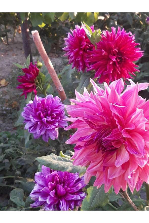 Fidansa 30 Adet Dev Yıldız Dahlia Yumrusu Soğanı Karık Renk... - Image 1