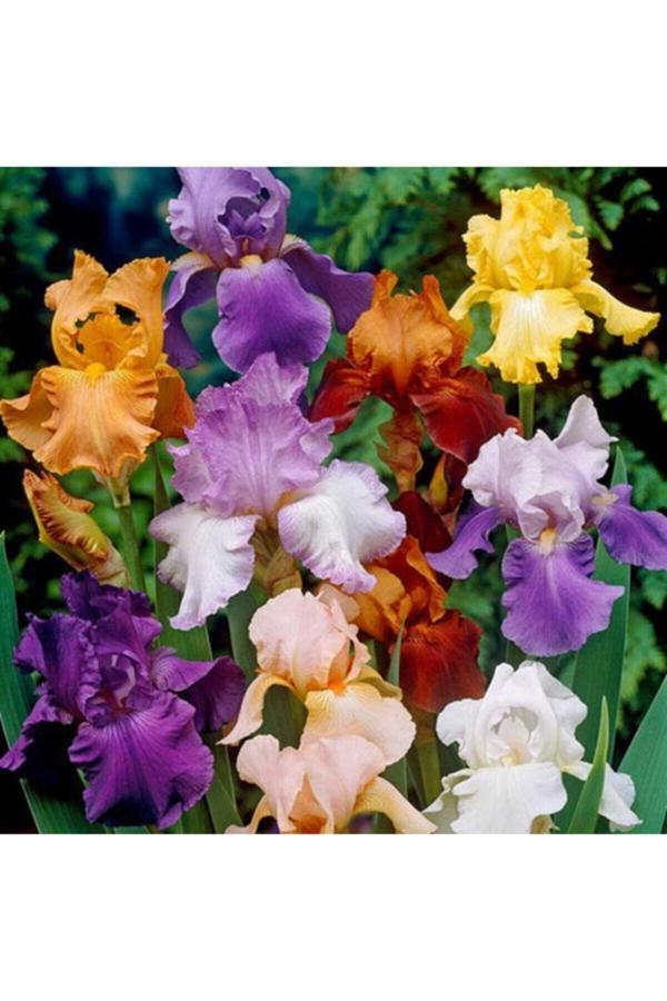 Gardenya Tohumculuk 4 Adet Karışık Renk Iris (Süsen) Çiçek Soğan - Image 1