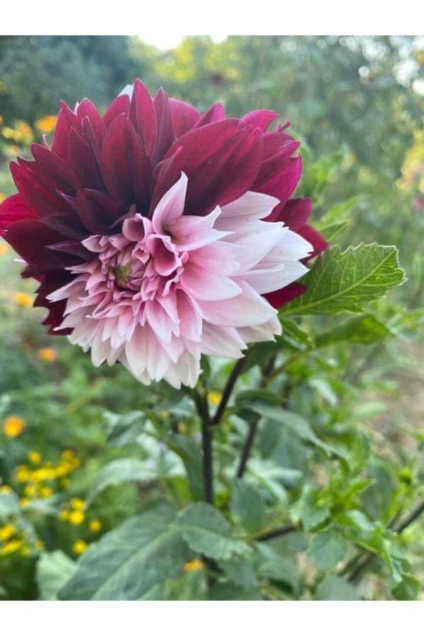 Fidansa Kırmızı Lila Dahlia Yıldız Çiçeği Soğanı Yumrusu - Image 1