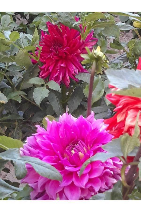 Fidansa Büyük Çiçekli Jil Dahlia Yıldız Çiçeği Yumrusu (1 Adet ) - Image 1