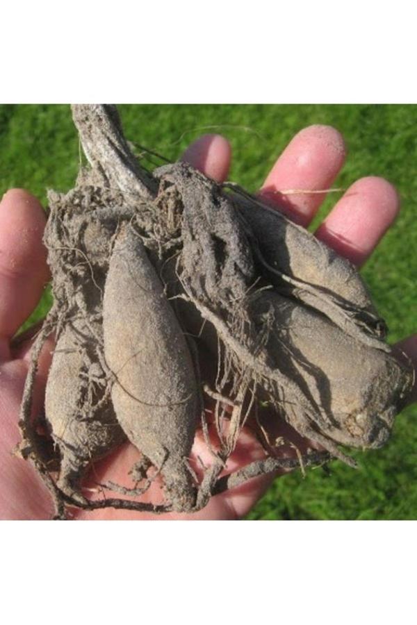 Fidanss 5 Adet Dev Çiçekli Striped Ambition Dahlia Yıldız Çiçeği Yumrusu - Image 1