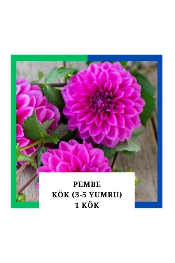Tokasya Yıldız Çiçeği (Dahlia) Soğanı/Yumrusu - Pembe 4-5 Yumru (1 Adet) - Image 1