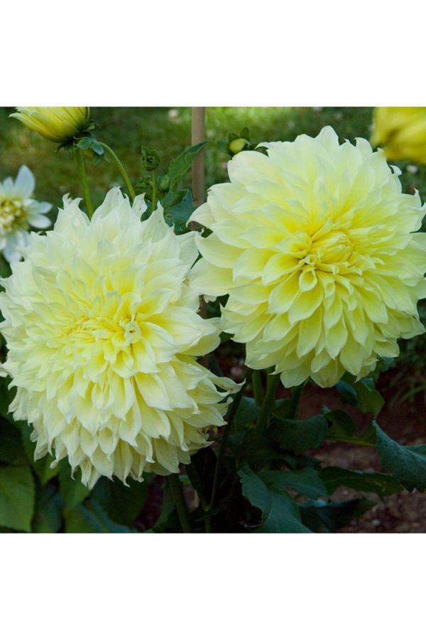 İlay Fidancılık Sarı Beyaz Yıldız Çiçek Soganı Dahlia ( 2 Adet) - Image 1