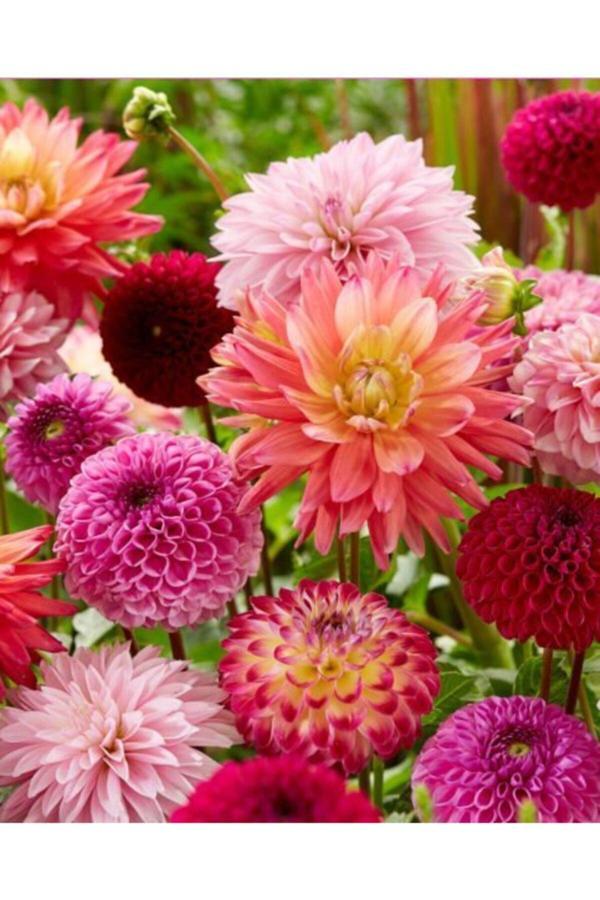 Gardenya Tohumculuk 4 Adet Mix Dahlia (Yıldız) Çiçek Soğanı - Image 1