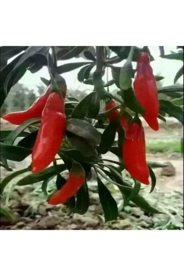 Yayla Tarım 3 Adet Goji Berry Fidanı ( Nq9 ) Tüplü 20 Cm 12 Ay Dikim - Image 1