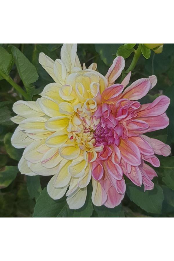Dahlia 3 Adet Yıldız Dahlia Soğanı Yumrusu Karışık Renk Not Renkler Fotodakilerin Aynısıdır... - Image 1