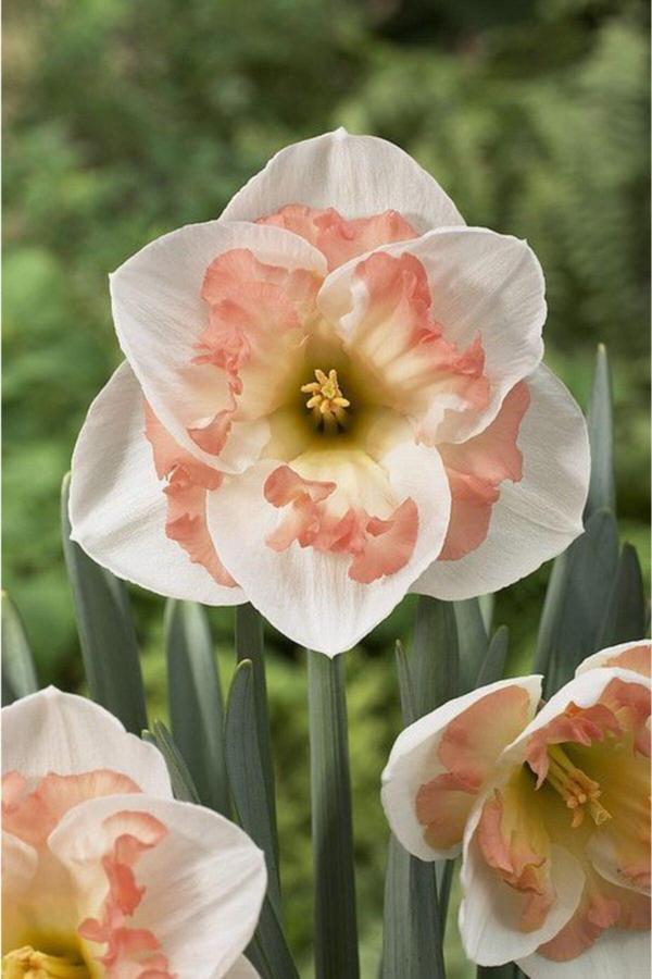 Gardenya Tohumculuk Pembe Göbek Nergis Çiçeği Soğanı 6'Lı - Image 1