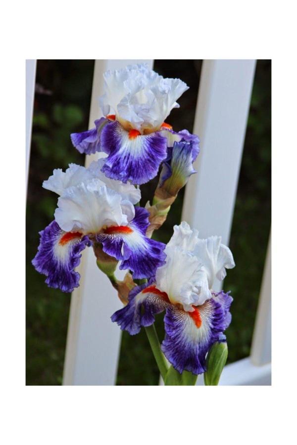 Gardenya Tohumculuk 2 Adet Rengarenk Iris (Süsen) Çiçeği Soğanı - Image 1