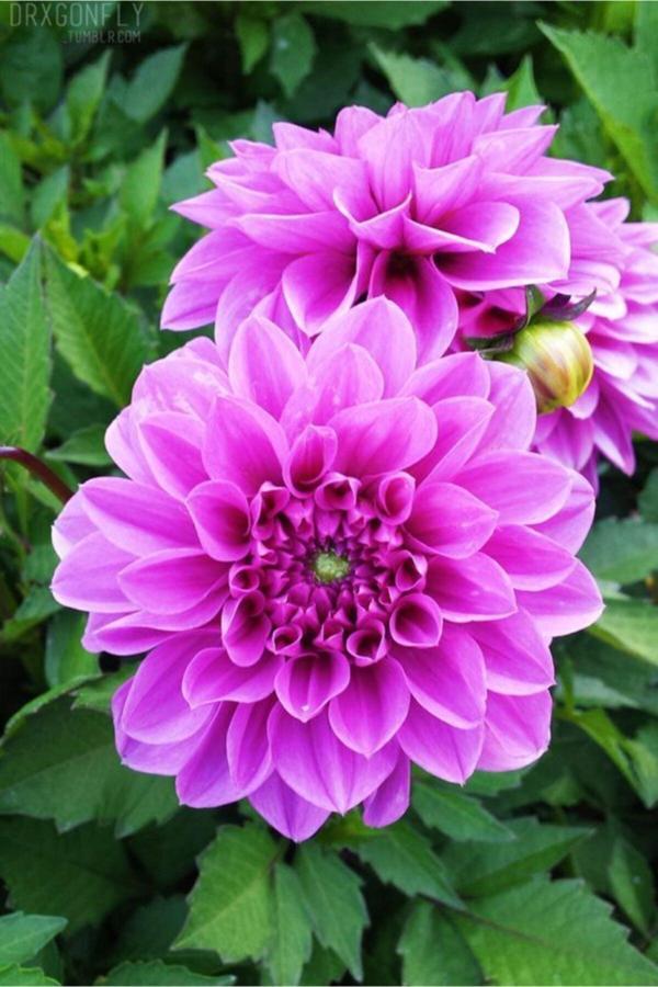 Gardenya Tohumculuk 1 Adet Lila Dekoratif Yıldız (Dahlia) Çiçek Soğanı - Image 1