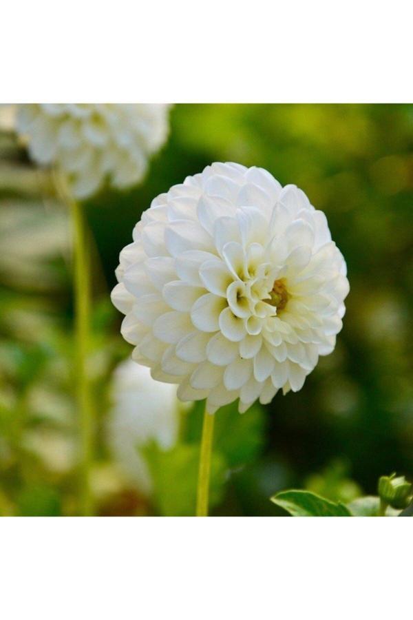 İlay Fidancılık Kar Beyazı Dahlia Yıldız Çiçegi Soganı ( 2 Adet) - Image 1