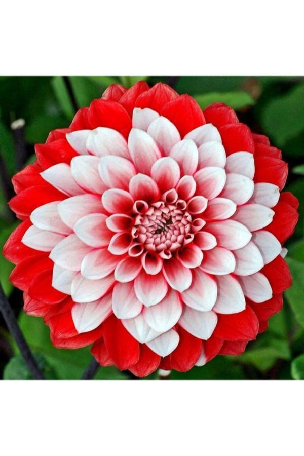 İlay Fidancılık Kırmızı Beyaz Dahlia Yıldız Çiçek Soganı 2 Adet - Image 1